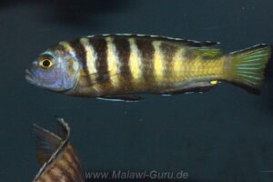 Metriaclima melissa 'Chirwa'